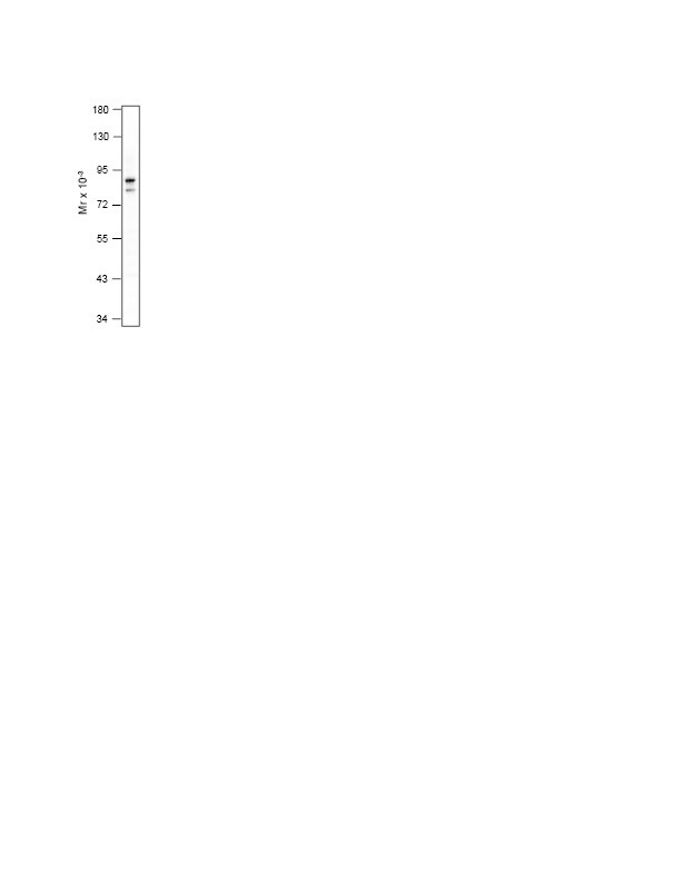 MARK2 [p Thr595] Antibody - BSA Free NBP1-78028