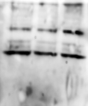 ASC/TMS1 Antibody - BSA Free NBP1-78977