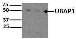 UBAP1 Antibody - BSA Free NBP1-80651