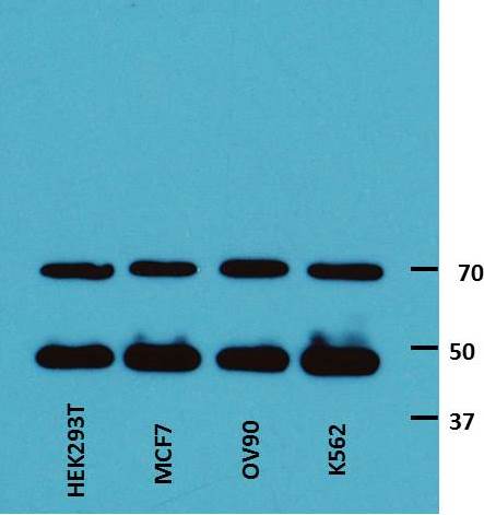 PDP2 Antibody - BSA Free NBP1-82912