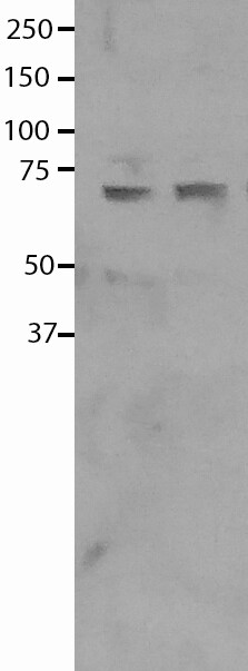 COBRA1 Antibody - BSA Free NBP1-82924