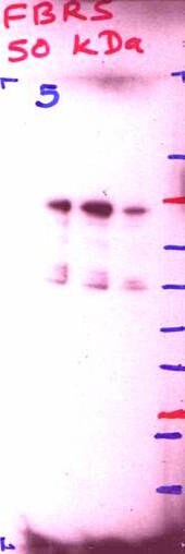 FBRS Antibody - BSA Free NBP1-83917