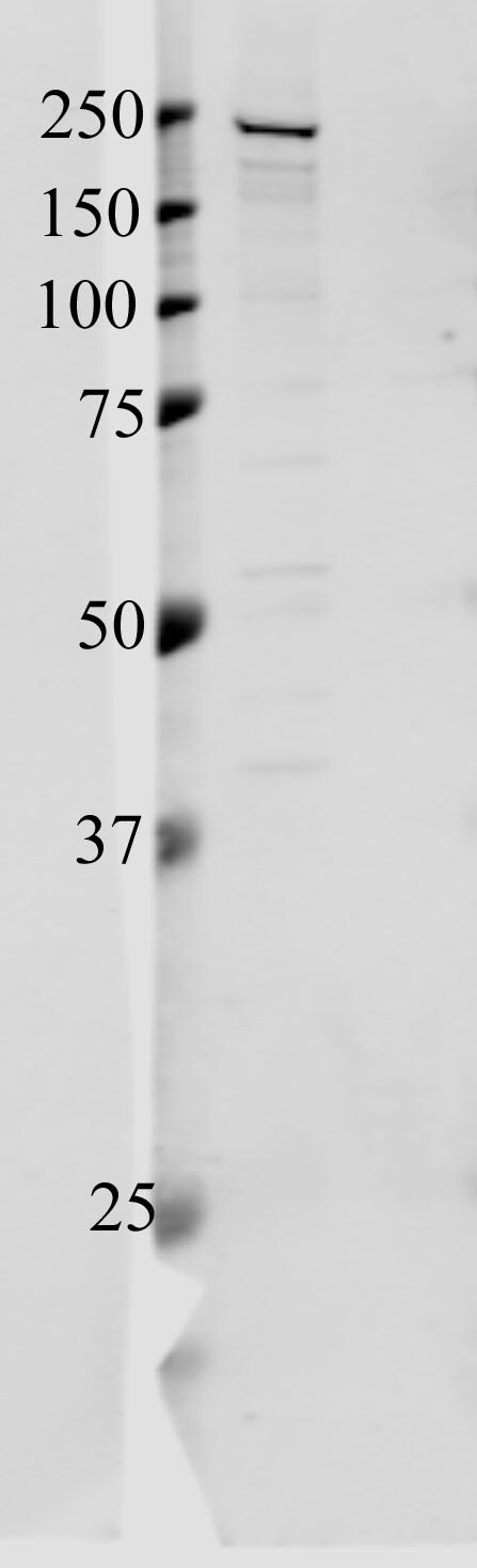 Tight Junction Protein 1 Antibody - BSA Free NBP1-85046