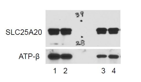 SLC25A20 Antibody - BSA Free NBP1-86690