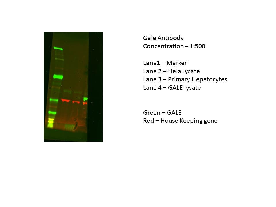 GALE Antibody - BSA Free NBP1-87066