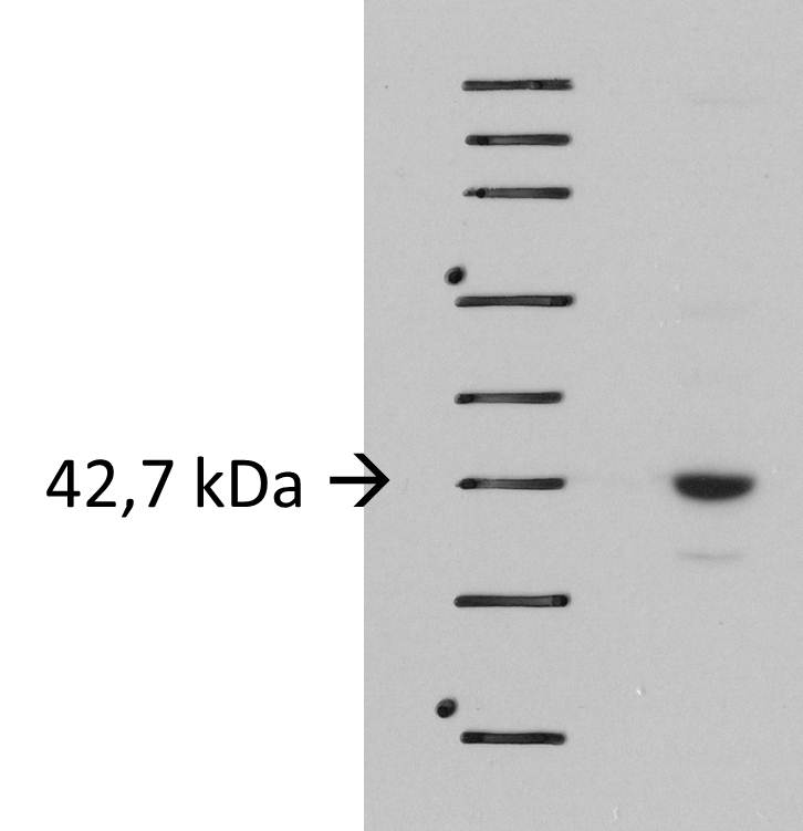 LIS1 Antibody - BSA Free NBP1-87769