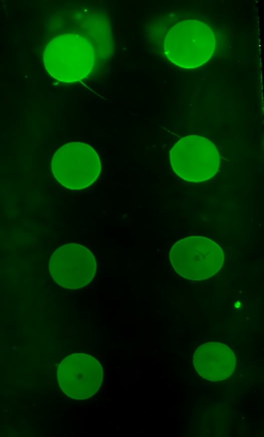 Fibronectin Antibody - BSA Free NBP1-91258