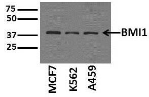 BMI-1 Antibody (LLBmi1-1) - BSA Free NBP1-96140
