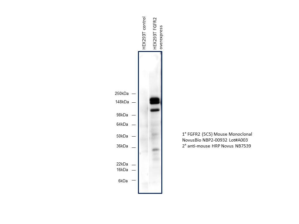 FGFR2 Antibody (OTI5C5) NBP2-00932