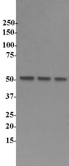 SRp55 Antibody - BSA Free NBP2-04142