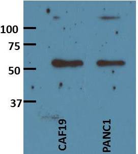 Activin A Antibody (MM0074-7L18) - Azide and BSA Free NBP2-12009
