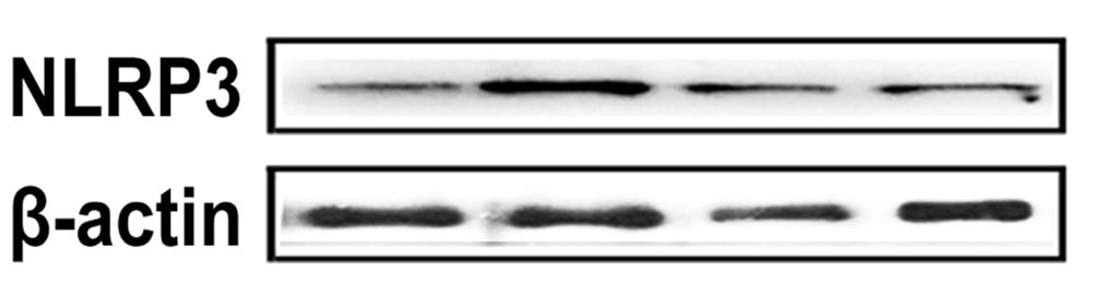 NLRP3/NALP3 Antibody - BSA Free NBP2-12446