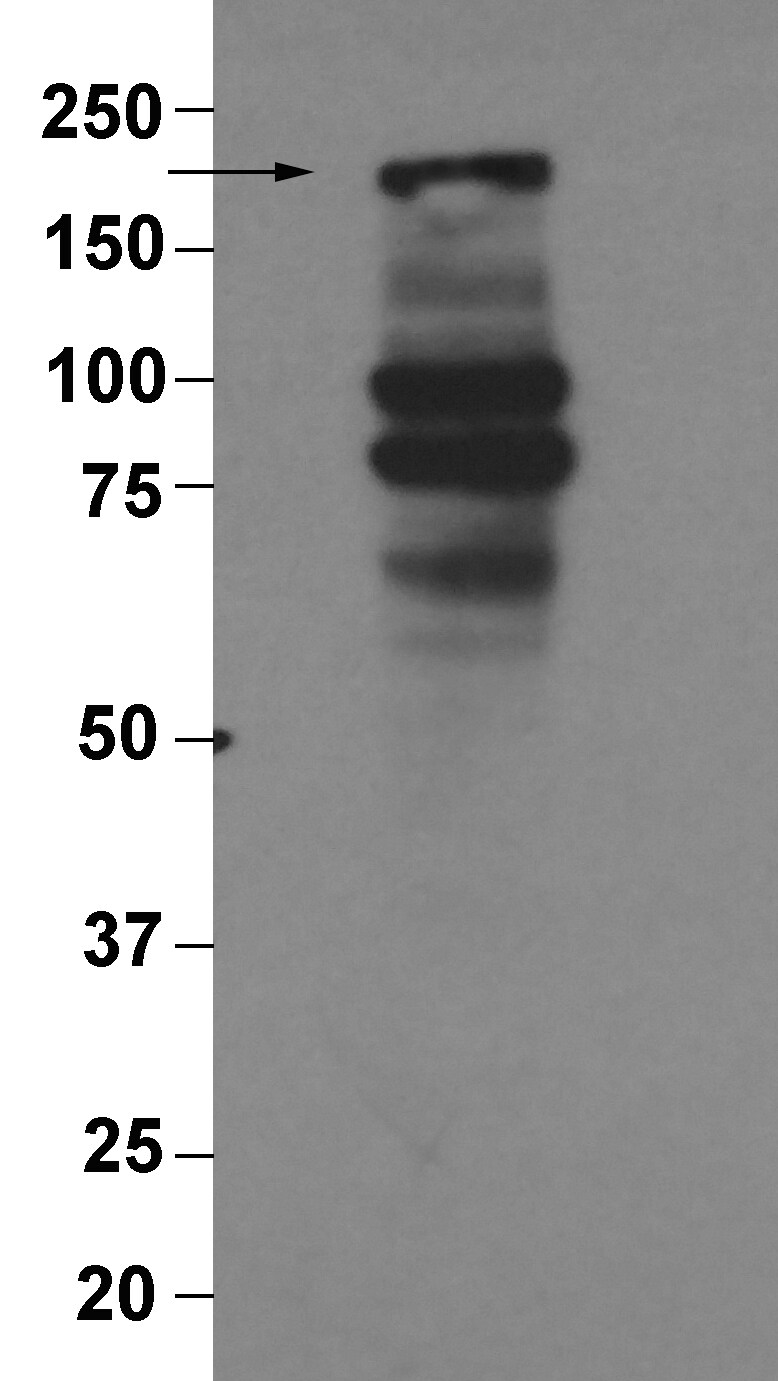 PERQ2 Antibody - BSA Free NBP2-12812