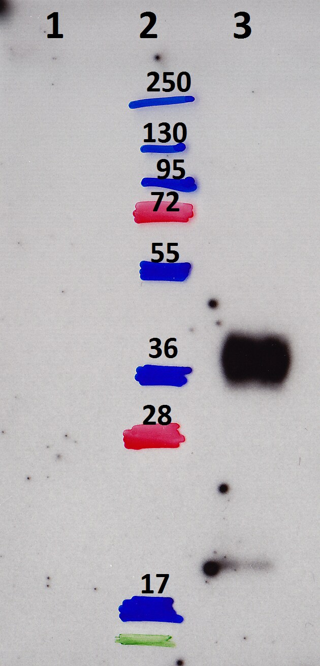 Cystatin F Antibody - BSA Free NBP2-13881