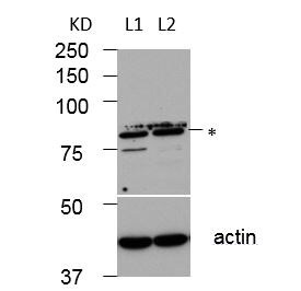 GCS1 Antibody - BSA Free NBP2-14967
