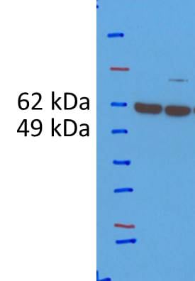 EIF5 Antibody NBP2-16311