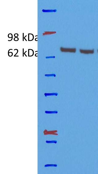 Ezrin Antibody - BSA Free NBP2-16396