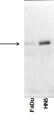 FOXO3 Antibody - BSA Free NBP2-16521