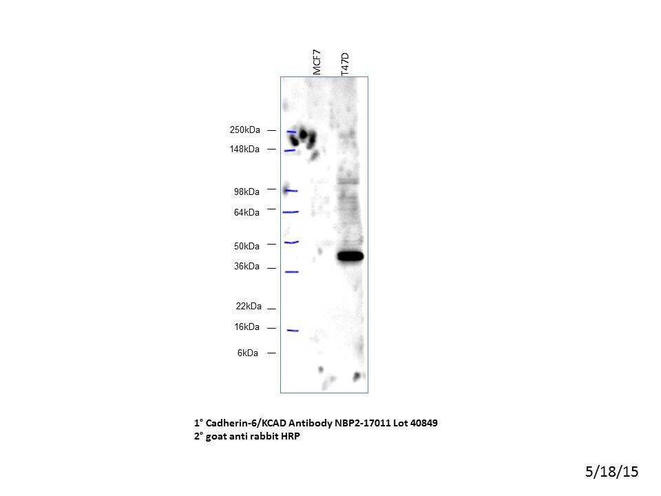 Cadherin-6/KCAD Antibody - BSA Free NBP2-17011