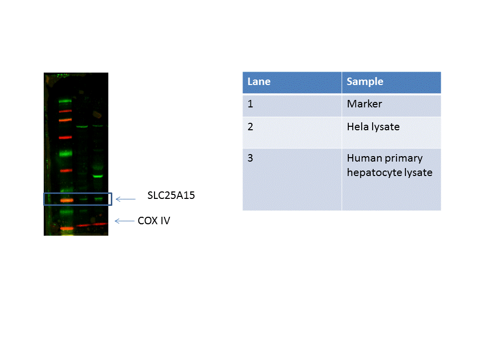 SLC25A15 Antibody - BSA Free NBP2-20387