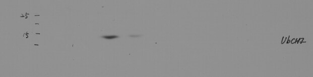 UbcH7/UBE2L3 Antibody - BSA Free NBP2-20786