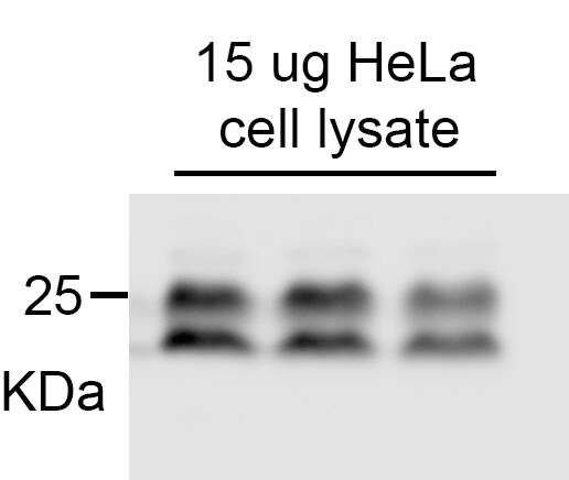 UBE2S Antibody - BSA Free NBP2-20788