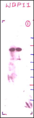 WBP11 Antibody - BSA Free NBP2-20886