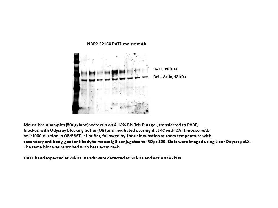 SLC6A3/DAT1 Antibody (mAb16) - BSA Free NBP2-22164