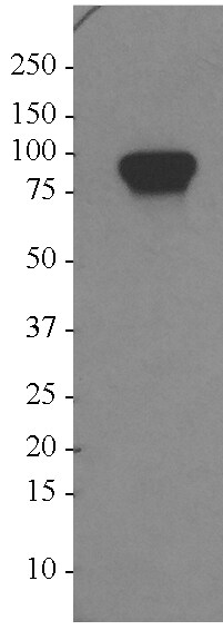 GPIP137 Antibody - BSA Free NBP2-22238