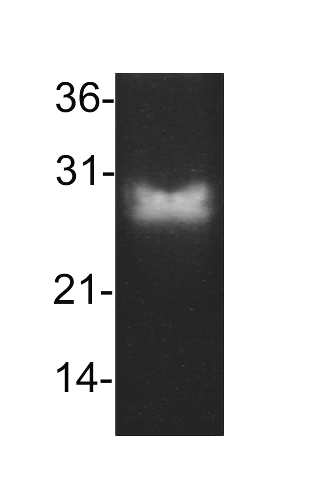 Bcl-2 Antibody (8C8) [HRP] NBP2-33313H