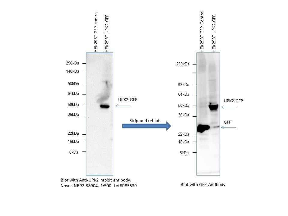 Uroplakin II Antibody - BSA Free NBP2-38904