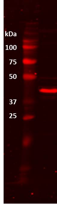 beta-Actin Antibody (AC-15) NB600-501