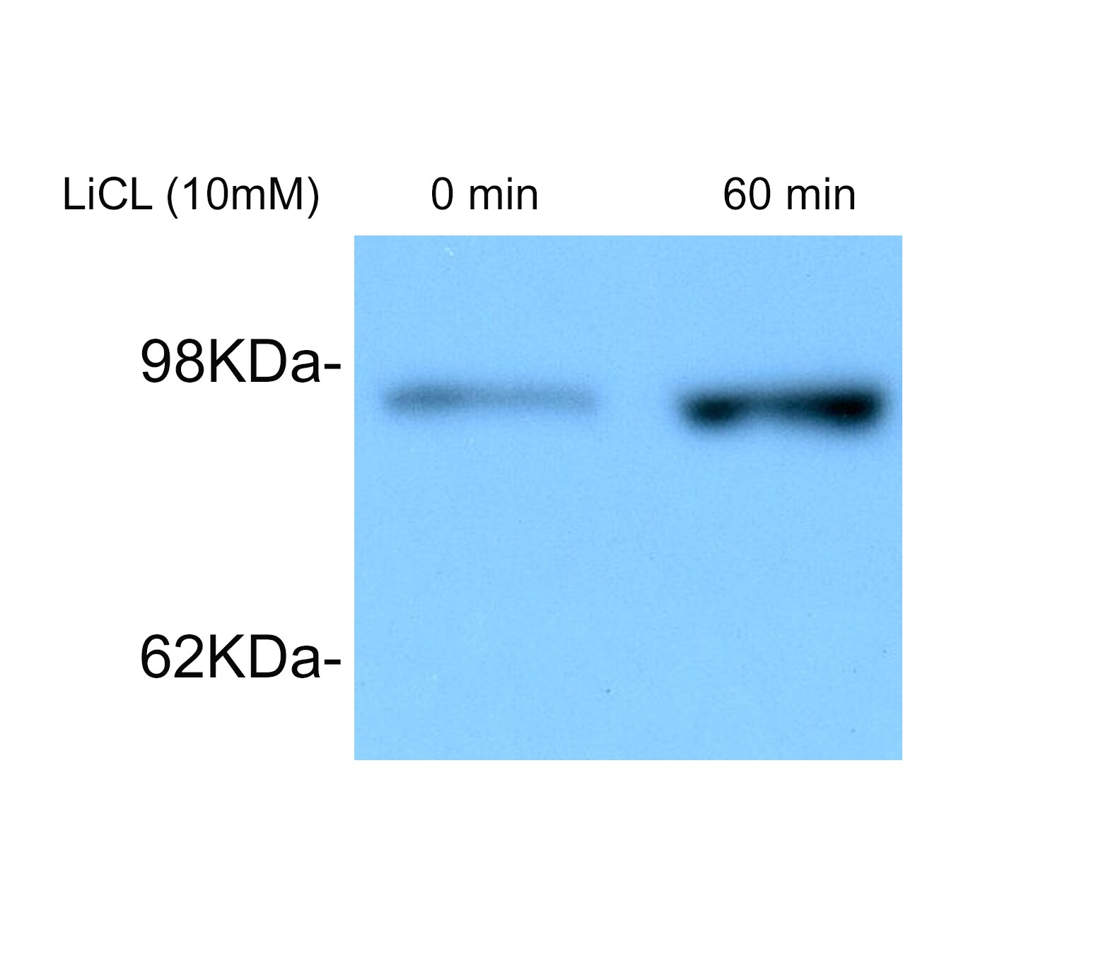 beta-Catenin Antibody NBP1-32239