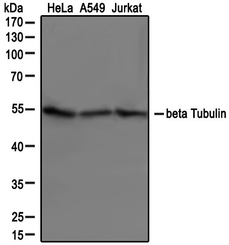 beta Tubulin Antibody - BSA Free NB600-936