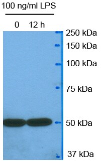 beta Tubulin Antibody - BSA Free NB600-936