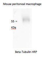 beta Tubulin Antibody [HRP] NB600-936H
