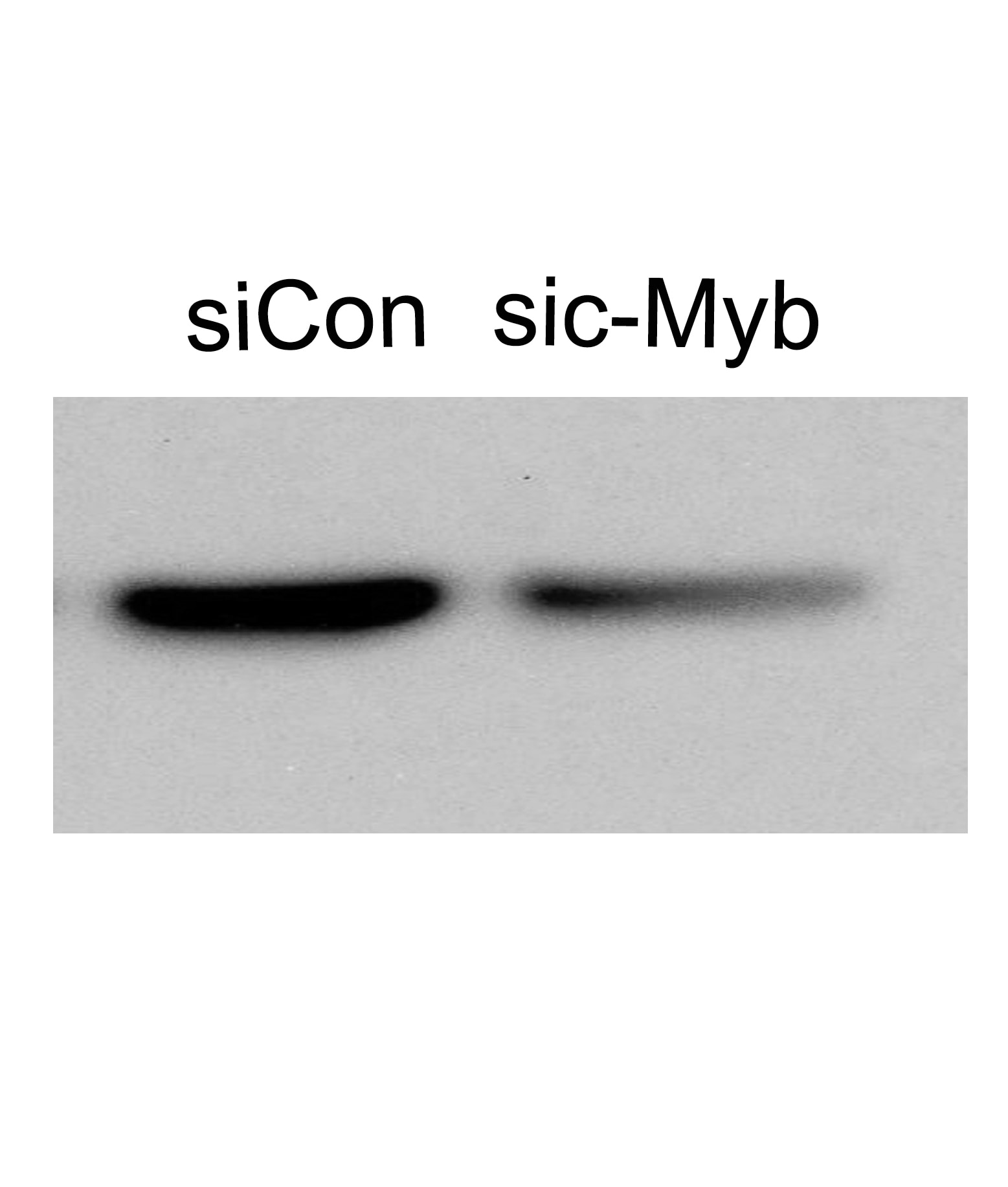 c-Myb Antibody - BSA Free NBP1-80306