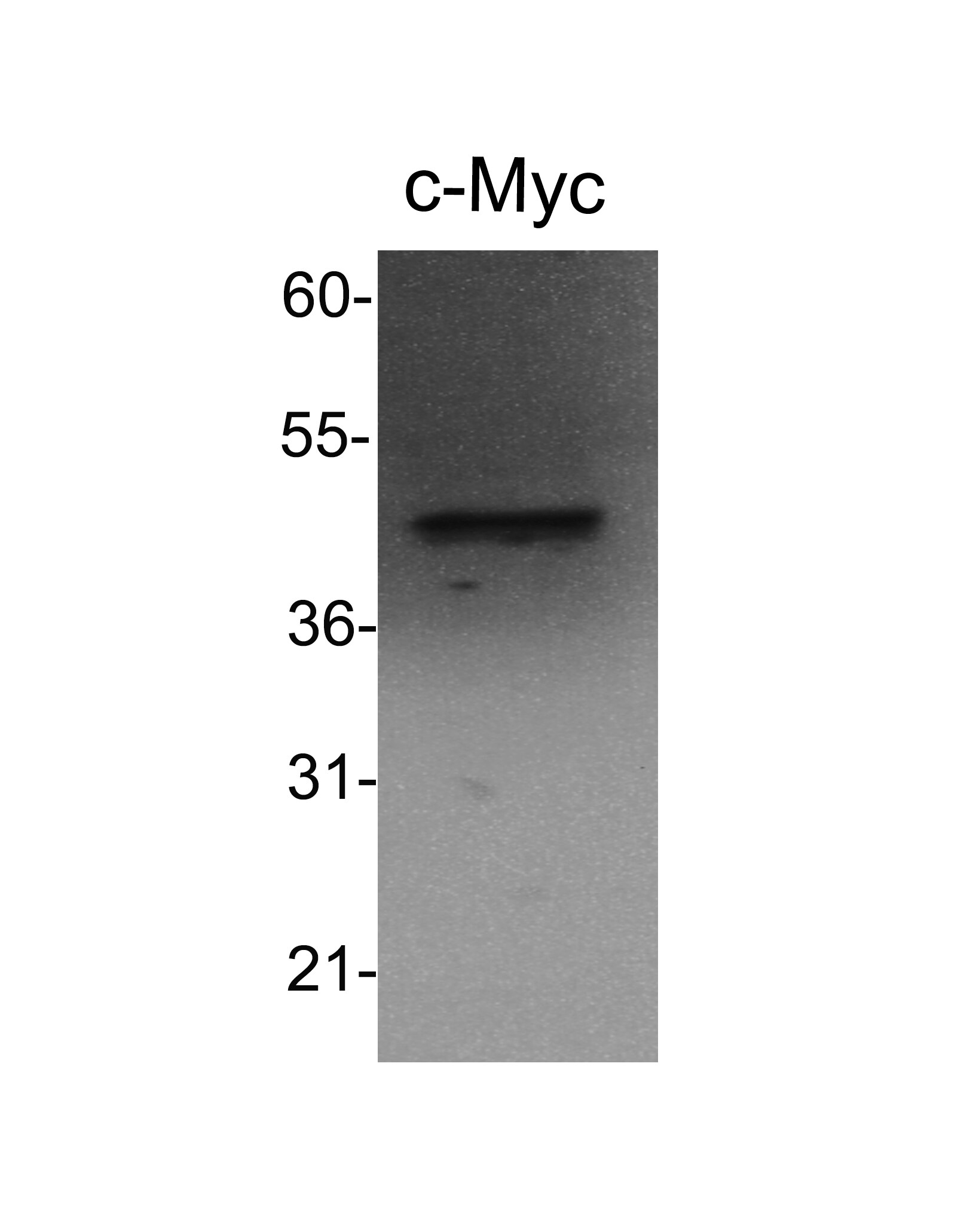 c-Myc Antibody - BSA Free NB600-336