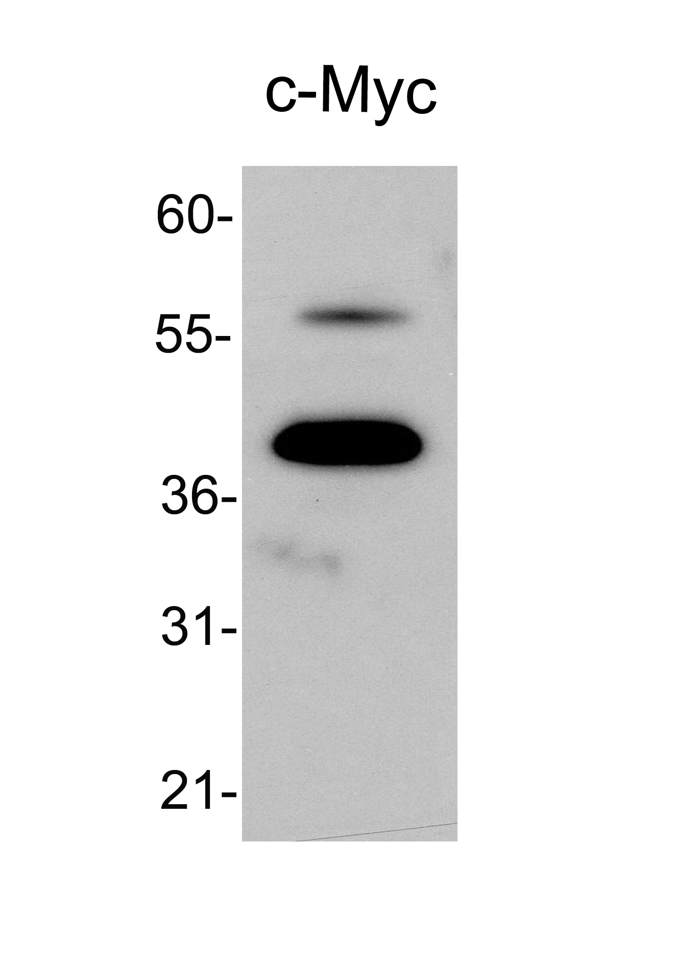 Human c‑Myc Antibody MAB3696