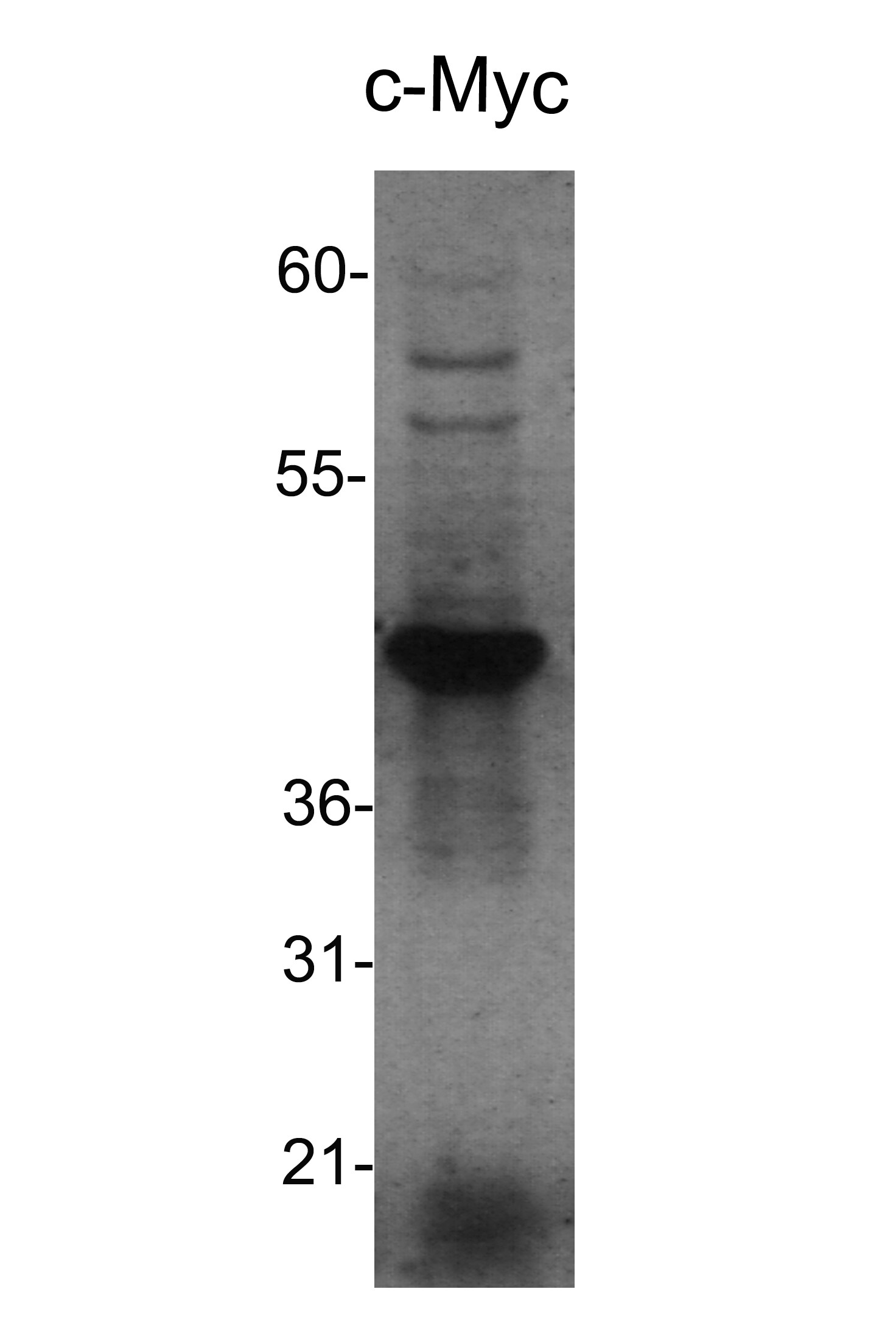 c-Myc Antibody (9E10) [HRP] NB600-302H