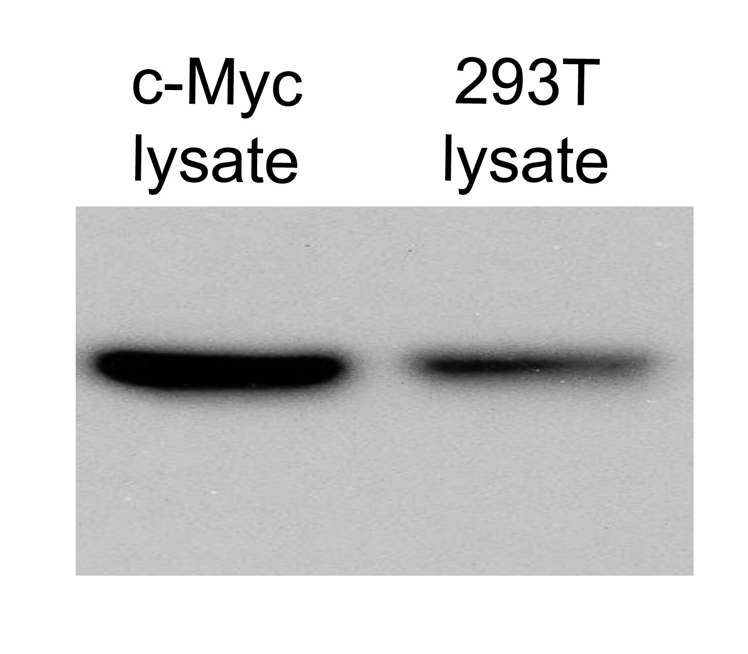 c-Myc Antibody - BSA Free NB600-335