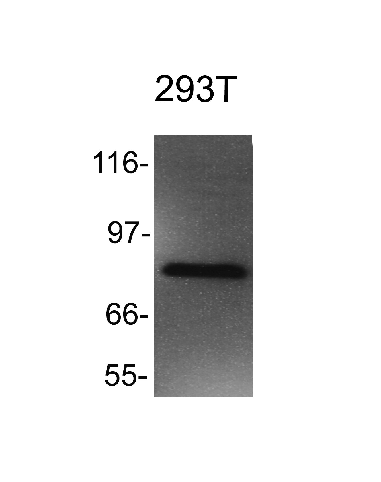 hHpr1-p84-Thoc1 Antibody (5E10) - Azide and BSA Free NB100-174