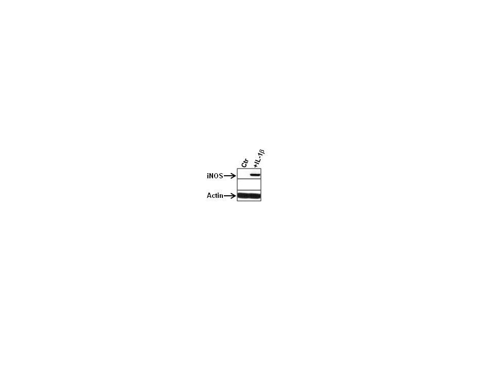 iNOS Antibody - BSA Free NB300-605
