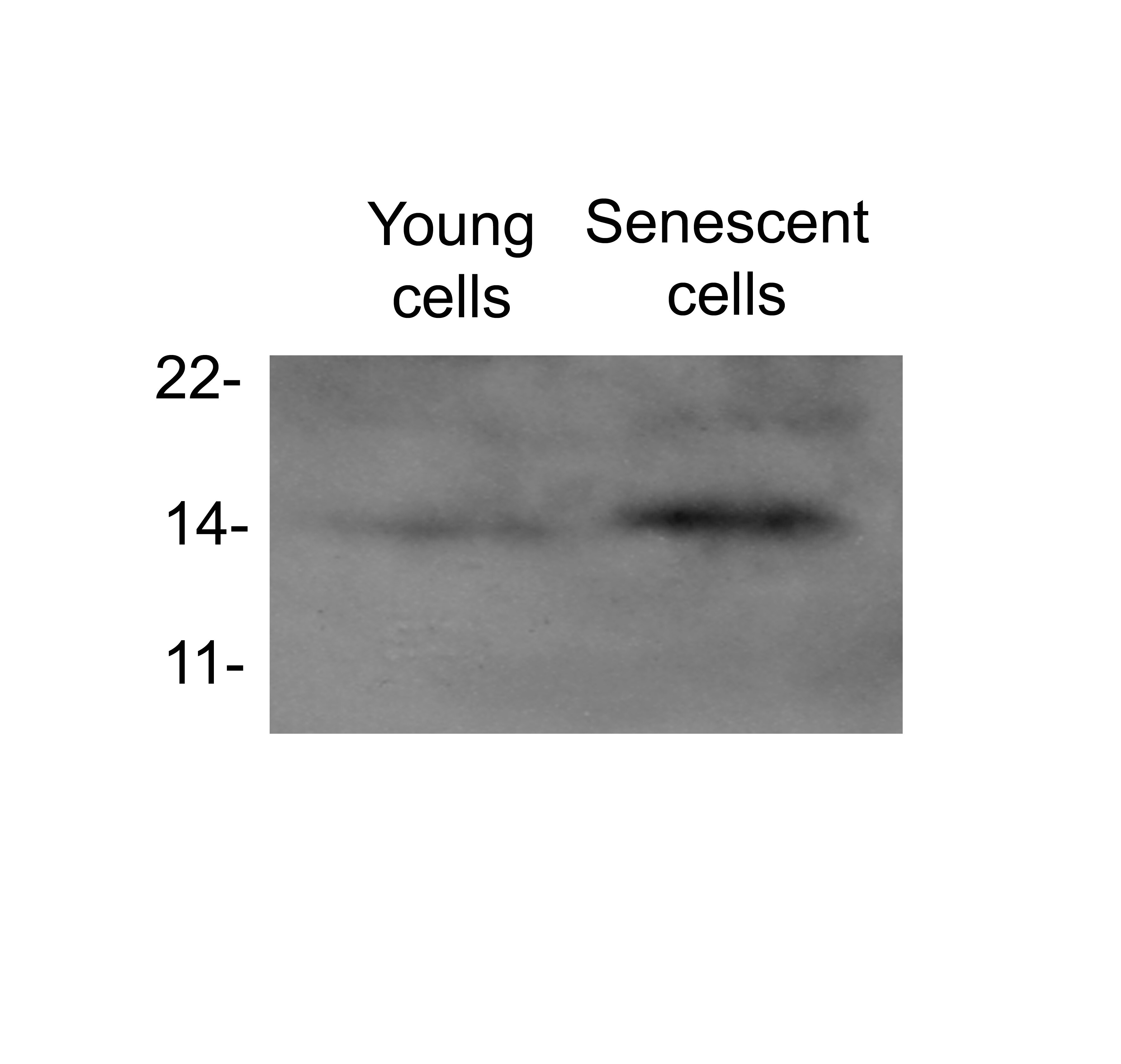 p14ARF/CDKN2A Antibody - BSA Free NB200-111