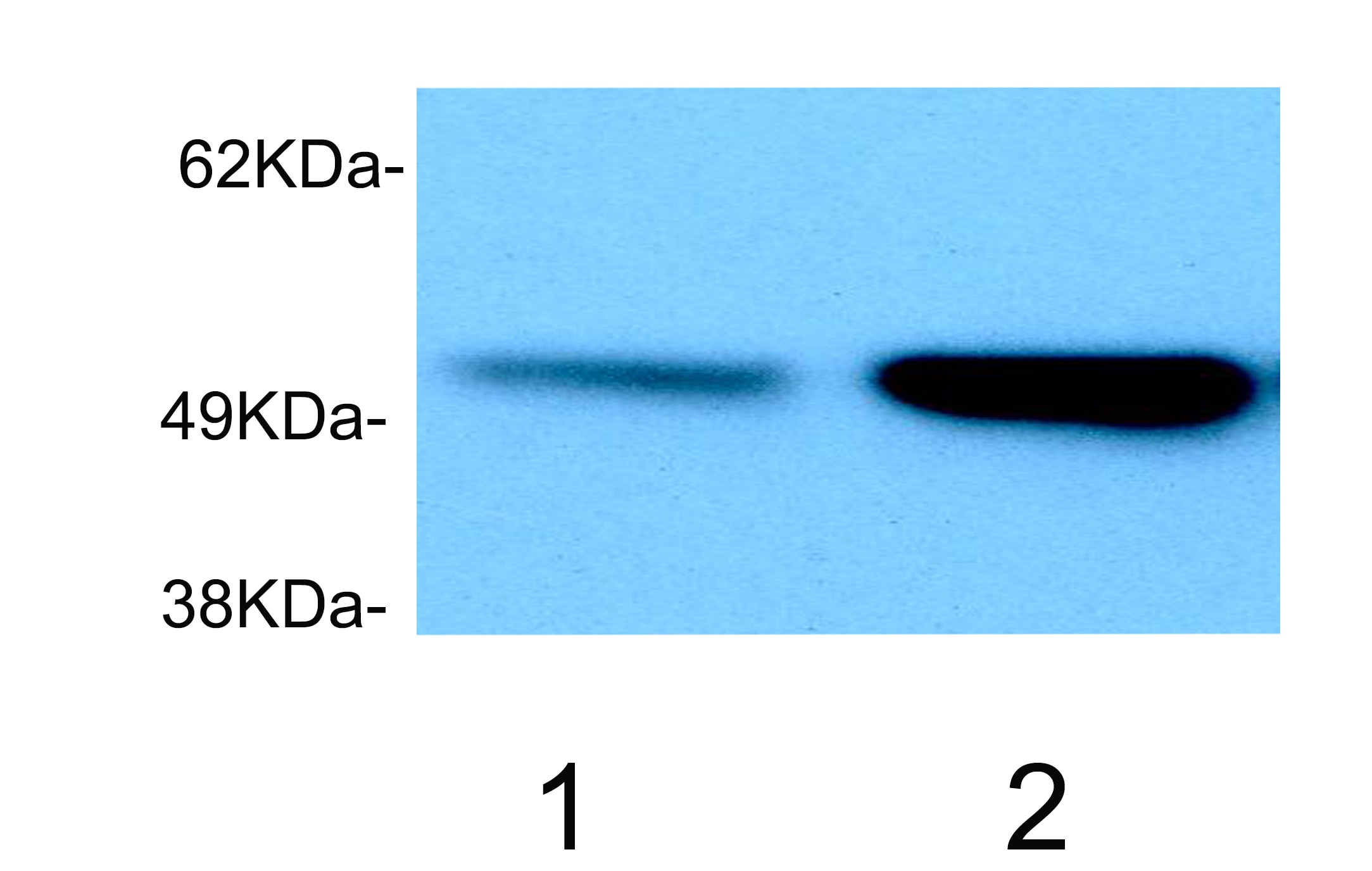 p53 Antibody - BSA Free NBP2-19667