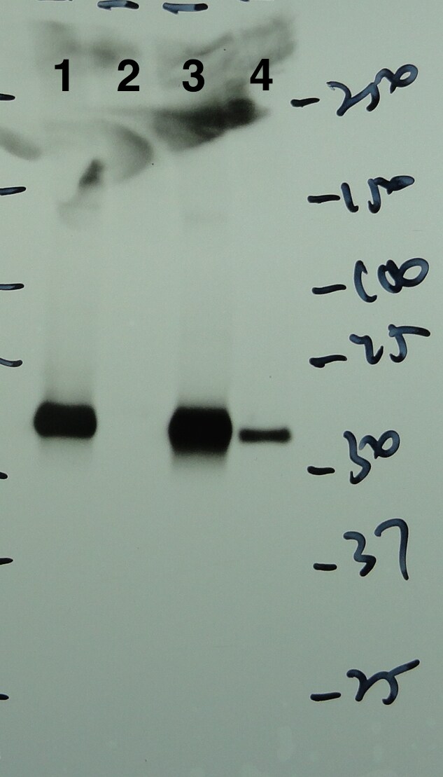 p62/SQSTM1 Antibody (2C11) - Azide and BSA Free H00008878-M01
