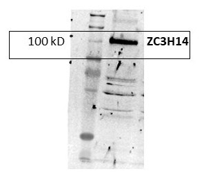 ZC3H14 Antibody - BSA Free NBP2-13537