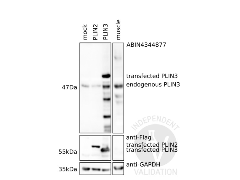 Perilipin-3/TIP47 Antibody - BSA Free NBP1-87871