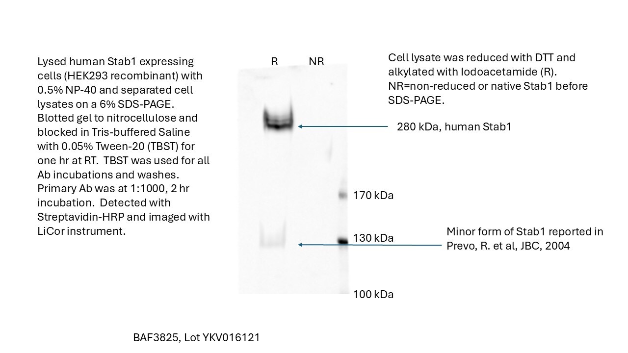 Human Stabilin-1 Antibody [Biotin] BAF3825