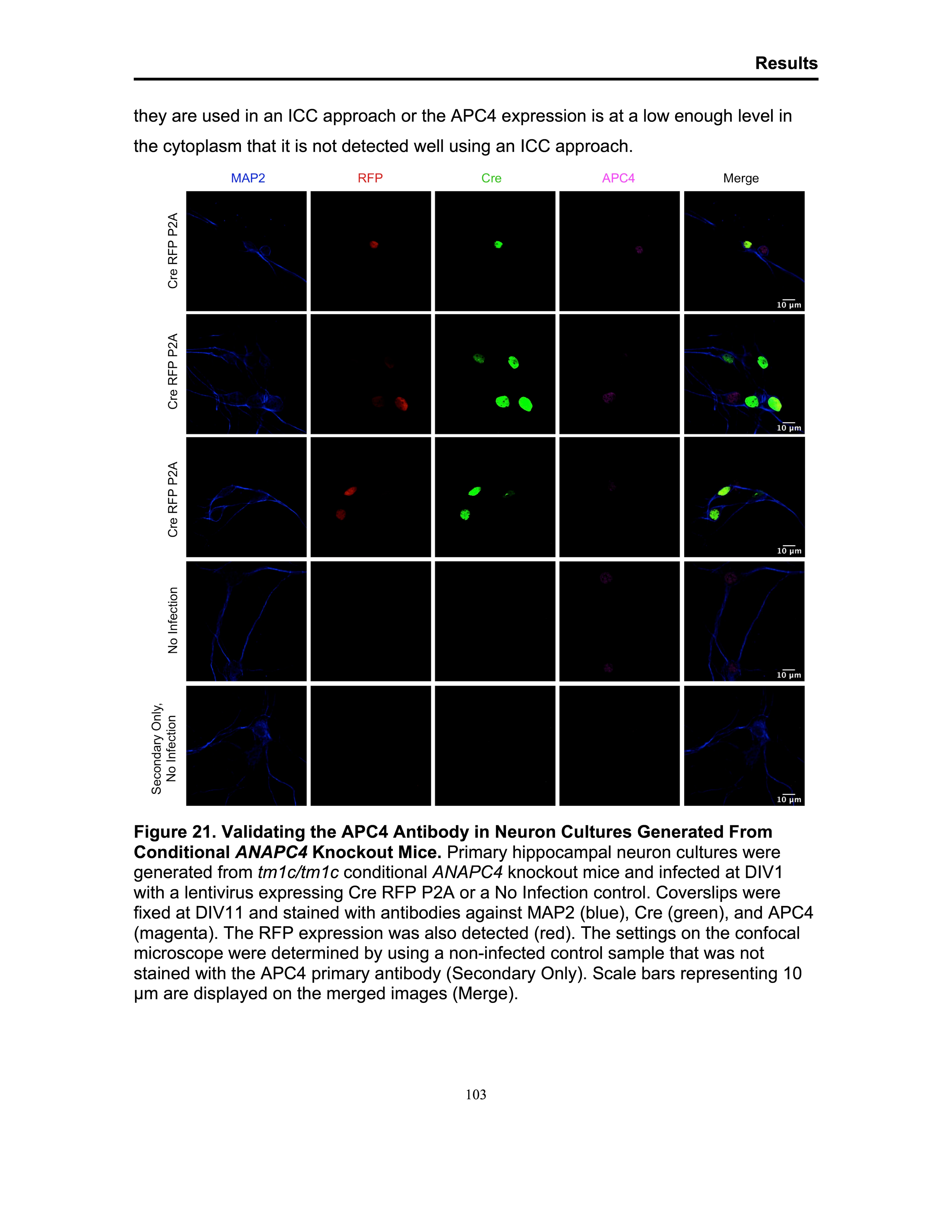 Apc4 Antibody NB100-59824